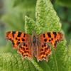 Comma